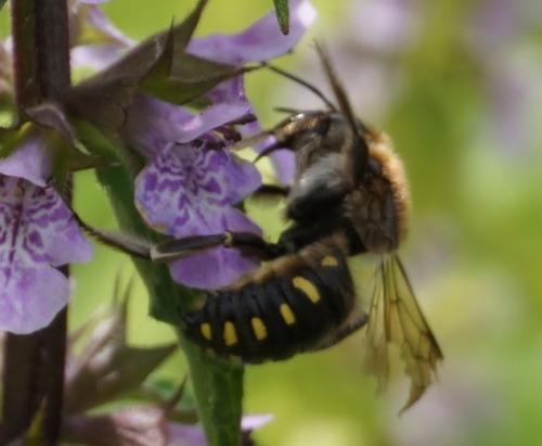 Anthidium septemspinosum