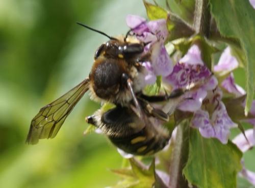 Anthidium septemspinosum