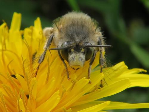 Réf. 337 030 : Anthophora plumipes