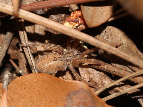 Zoropsis sp.