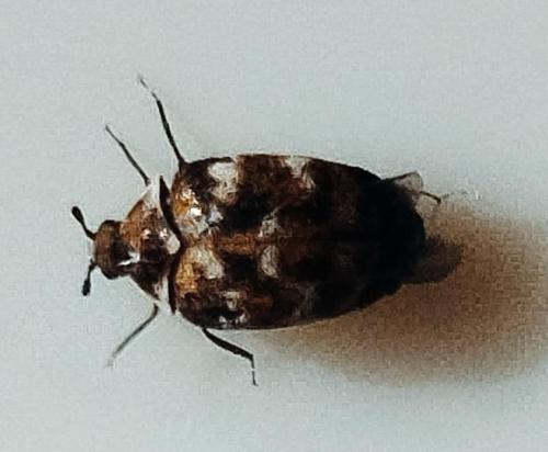 Réf. 337 056 : Anthrenus sp.
