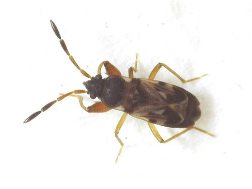 Réf. 337 438 : Scolopostethus affinis