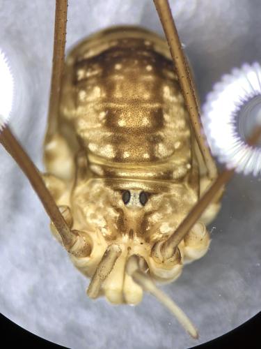 Leiobunum sp.