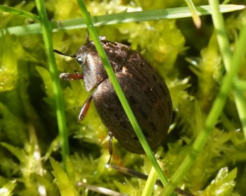 Byrrhus sp.