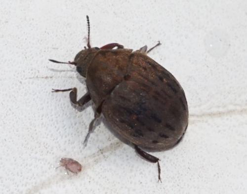 Byrrhus sp.