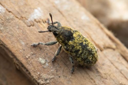 Rhinocyllus sp.
