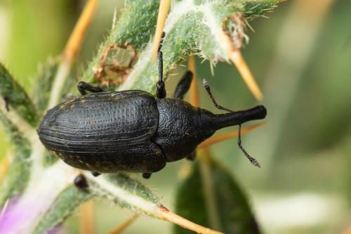 Réf. 337 849 : Larinus sturnus