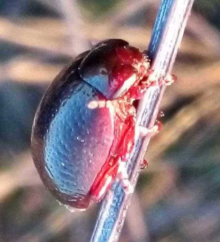 Réf. 337 287 : Chrysolina bankii