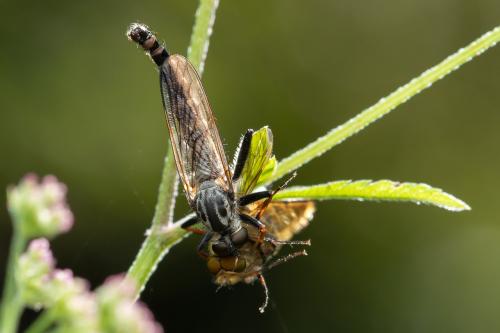 Réf. 337 090 : Neoitamus socius