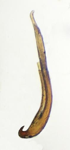Ochthebius sp.