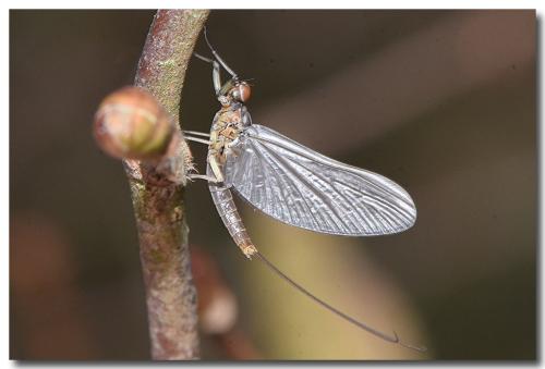 Baetis sp.