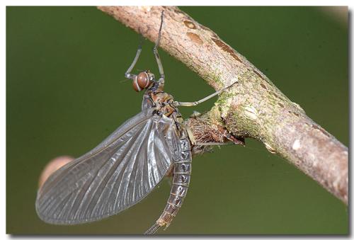 Baetis sp.