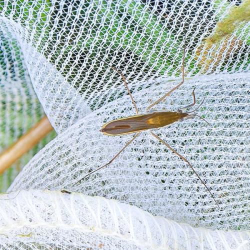 Gerris thoracicus