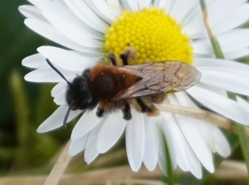 Andrena bicolor