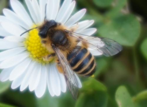 Andrena flavipes