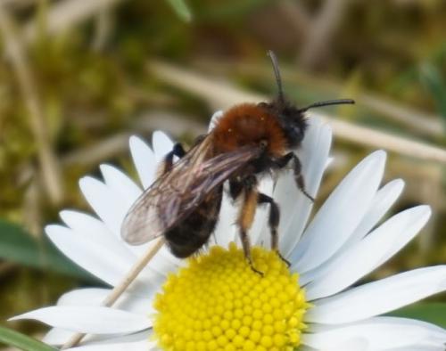 Andrena bicolor