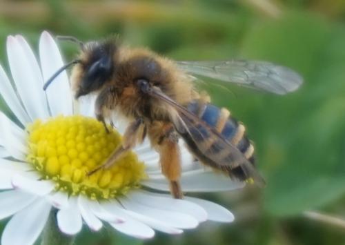 Réf. 337 516 : Andrena flavipes