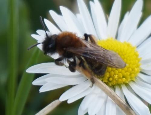 Réf. 337 495 : Andrena bicolor