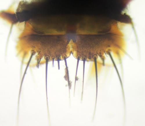 Quedius picipes