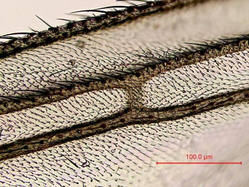 Bradysia tilicola