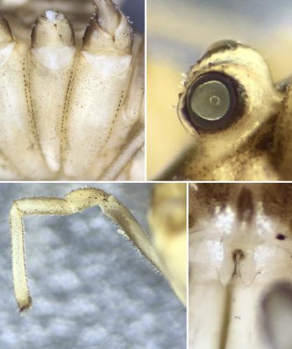 Leiobunum sp.