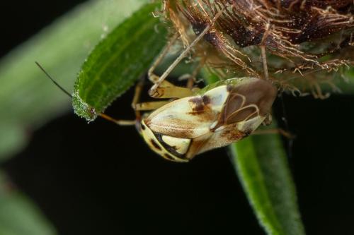 Réf. 337 329 : Lygus sp.