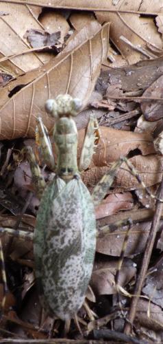 Hagiomantis ornata