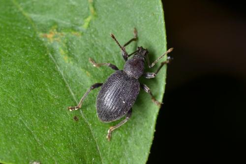 Réf. 337 178 : Otiorhynchus meridionalis
