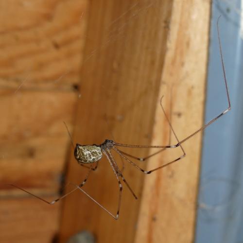 Holocnemus pluchei