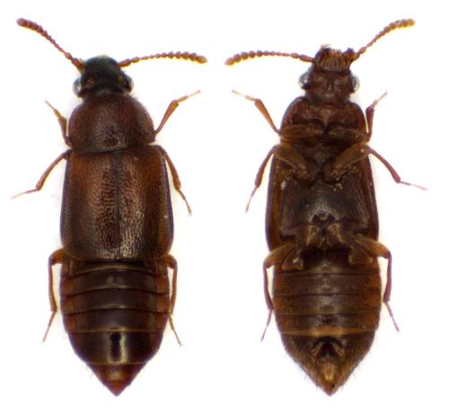 Réf. 337 050 : Hapalaraea pygmaea