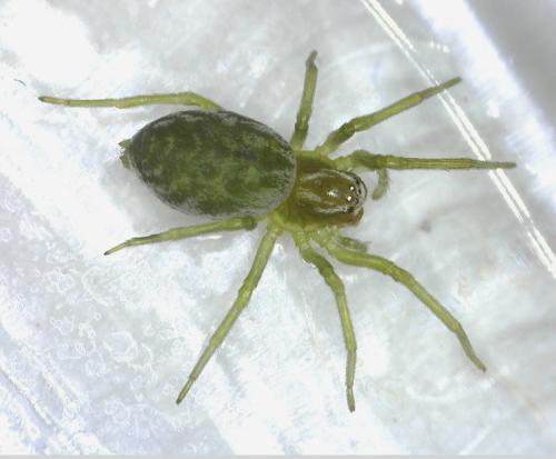 Réf. 337 398 : Nigma walckenaeri