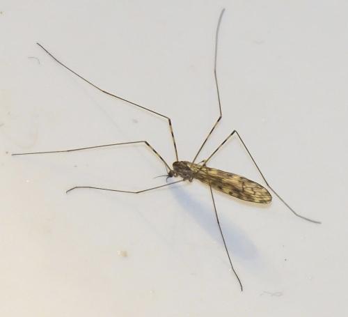 Réf. 337 487 : Limonia nubeculosa