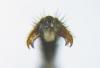 337691 – Photo : Alexander Boldyrev – Russie