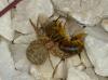 337411 – Photo : Georges ROCA FILELLA – France (74)
