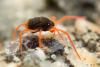 337406 – Photo : Jessica Joachim – Espagne
