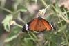 337000 – Photo : dominique goumand – Cap-Vert