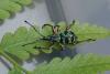 337498 – Photo : Claude Chavand – Philippines
