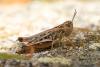 337847 – Photo : Jessica Joachim – France (09)
