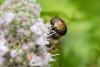 337286 – Photo : Jessica Joachim – France (81)