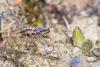 337586 – Photo : Christian Peyron – France (31)