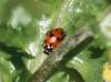 337109 – Photo : Philippe Fourtier – France (06)