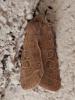 337564 – Photo : Cédric Mondy – France (94)