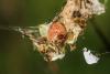 337035 – Photo : Daniel Ventard – France (71)