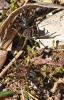 337523 – Photo : Liliane Delattre – France (30)