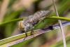 337395 – Photo : Daniel Mauras – France (66)