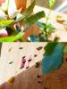 337829 – Photo : Bobabar – France (95)