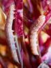 337832 – Photo : Bobabar – France (95)