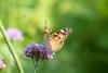 337034 – Photo : lguez – France (41)