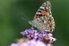 337033 – Photo : lguez – France (41)