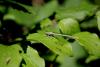 337488 – Photo : Fabrice DUSERRE – France (64)